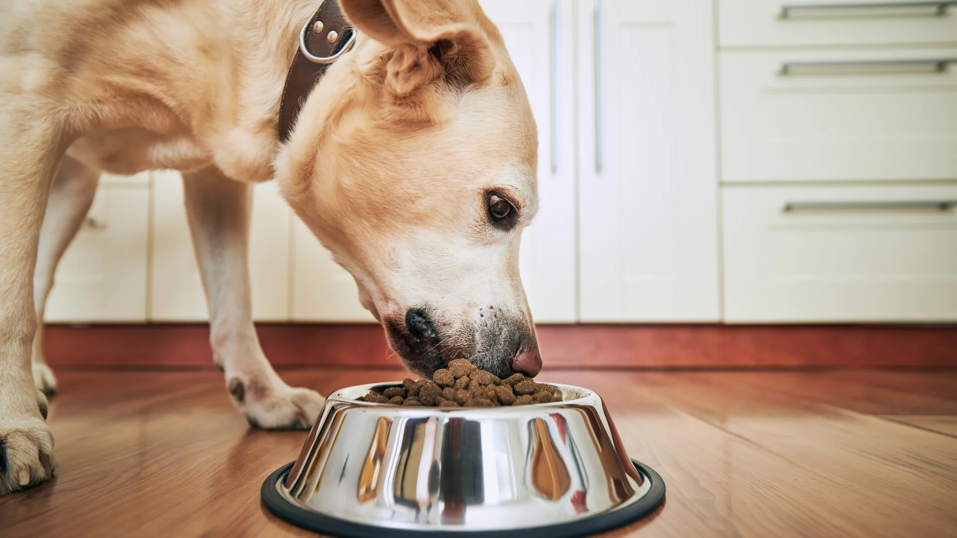 Natural Care for Happy Pets